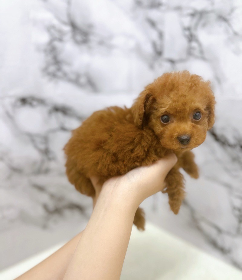 神奈川県のトイプードル(トイ) (かねだい東戸塚店/2025年7月4日生まれ/女の子/レッド)の子犬の3枚目の画像