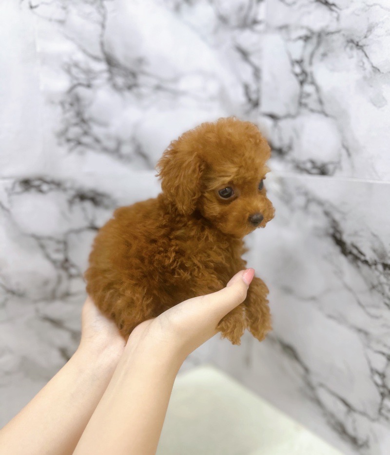 神奈川県のトイプードル(トイ) (かねだい東戸塚店/2025年7月4日生まれ/女の子/レッド)の子犬の4枚目の画像