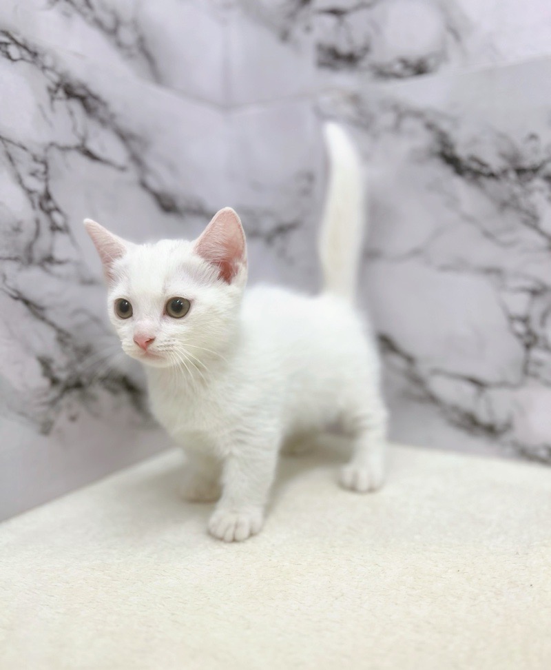 神奈川県のマンチカン (かねだい東戸塚店/2025年7月1日生まれ/男の子/ホワイト)の子猫の4枚目の画像