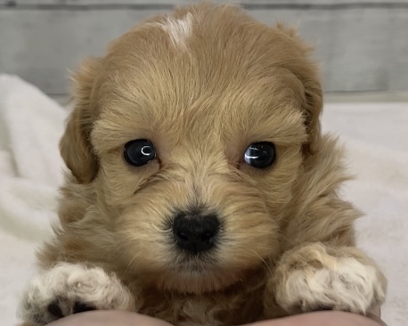 千葉県のハーフ犬・ミックス犬 (かねだい千葉店/2025年7月5日生まれ/女の子/アプリコット)の子犬の1枚目の画像