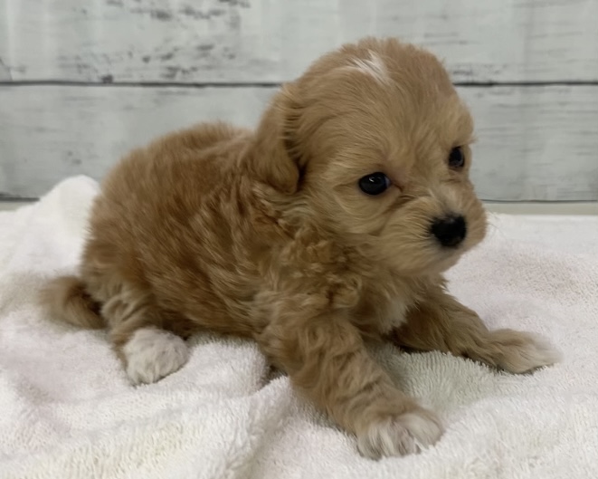 千葉県のハーフ犬・ミックス犬 (かねだい千葉店/2025年7月5日生まれ/女の子/アプリコット)の子犬の2枚目の画像
