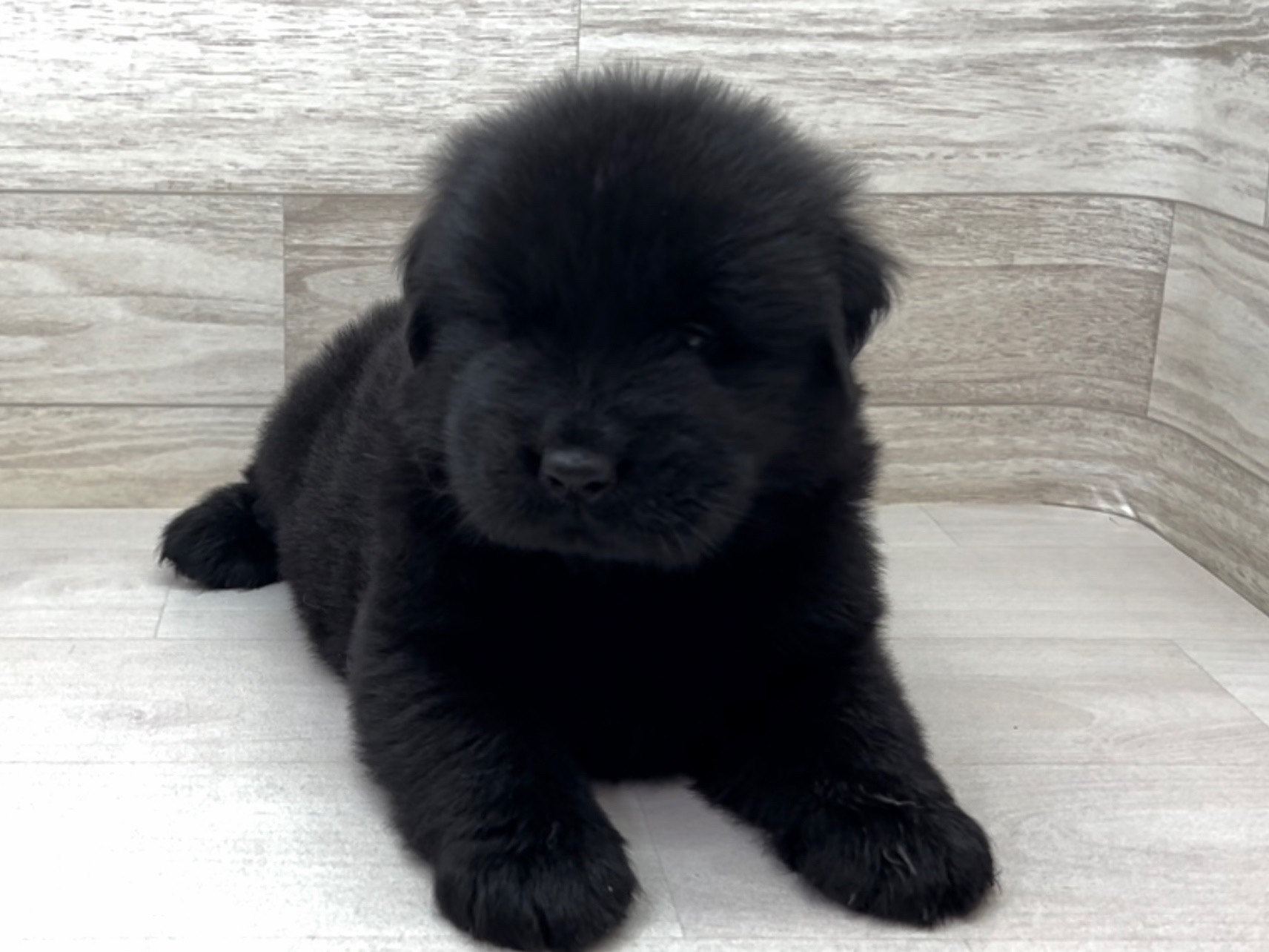 埼玉県のハーフ犬・ミックス犬 (かねだい桶川店/2025年7月5日生まれ/男の子/その他色)の子犬