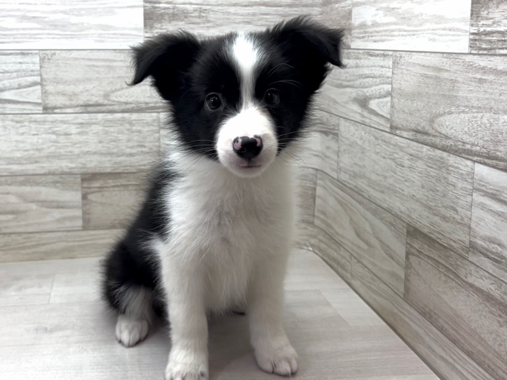 埼玉県のボーダーコリー (かねだい桶川店/2025年7月1日生まれ/女の子/ブラックホワイト)の子犬