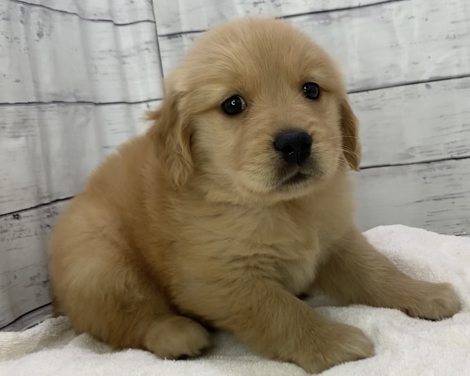 千葉県のゴールデンレトリバー (かねだい千葉店/2025年7月4日生まれ/男の子/ゴールデン)の子犬の2枚目の画像