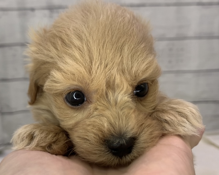 千葉県のハーフ犬・ミックス犬 (かねだい千葉店/2025年7月4日生まれ/女の子/その他色)の子犬の1枚目の画像