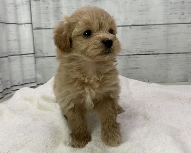千葉県のハーフ犬・ミックス犬 (かねだい千葉店/2025年7月4日生まれ/女の子/その他色)の子犬の2枚目の画像