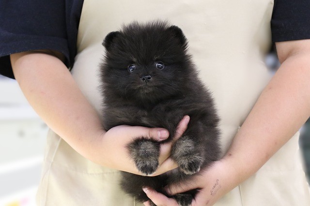 埼玉県のポメラニアン (かねだい草加店/2025年7月5日生まれ/男の子/ブラックタン)の子犬の1枚目の画像