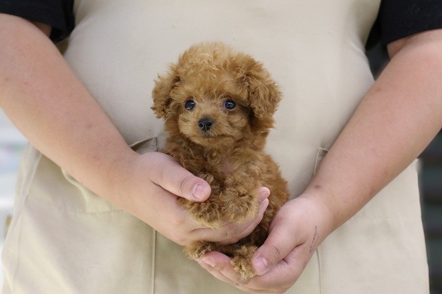 埼玉県のトイプードル(トイ) (かねだい草加店/2025年7月2日生まれ/男の子/レッド)の子犬の1枚目の画像