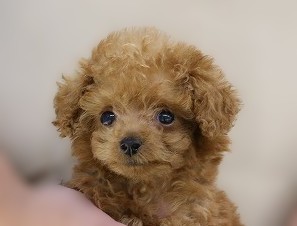 埼玉県のトイプードル(トイ) (かねだい草加店/2025年7月2日生まれ/男の子/レッド)の子犬の2枚目の画像