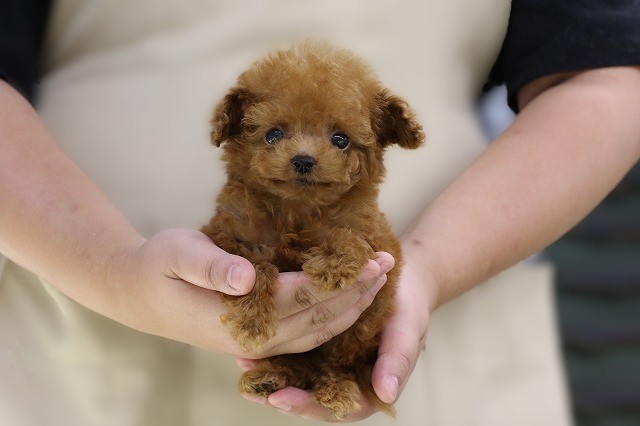埼玉県のトイプードル(トイ) (かねだい草加店/2025年7月2日生まれ/男の子/レッド)の子犬の1枚目の画像