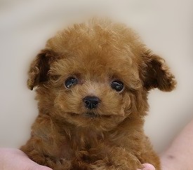 埼玉県のトイプードル(トイ) (かねだい草加店/2025年7月2日生まれ/男の子/レッド)の子犬の2枚目の画像