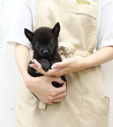 神奈川県の甲斐犬 (かねだい伊勢原店/2025年7月6日生まれ/男の子/黒虎)の子犬