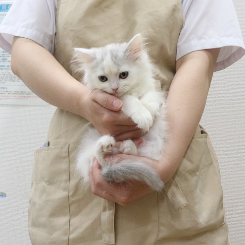 神奈川県のサイベリアン (かねだい伊勢原店/2025年7月4日生まれ/女の子/ブルーポイントホワイト)の子猫