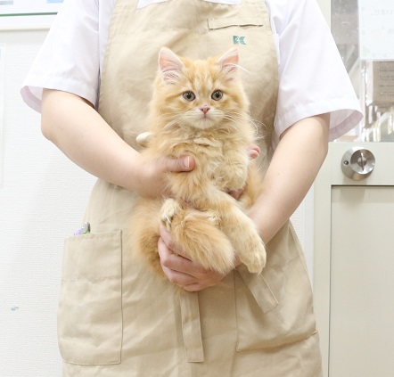 神奈川県のサイベリアン (かねだい伊勢原店/2025年7月3日生まれ/男の子/レッドタビー)の子猫