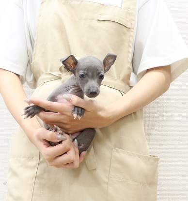 神奈川県のイタリアングレーハウンド (かねだい伊勢原店/2025年7月1日生まれ/女の子/ブルーホワイト)の子犬