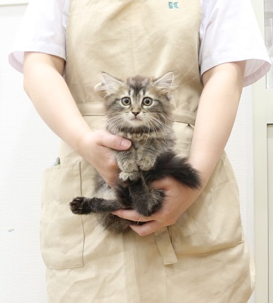 神奈川県のサイベリアン (かねだい伊勢原店/2025年7月1日生まれ/女の子/ブラウンタビー)の子猫