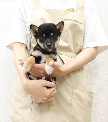 神奈川県の柴犬(標準サイズ) (かねだい伊勢原店/2025年7月5日生まれ/男の子/黒)の子犬