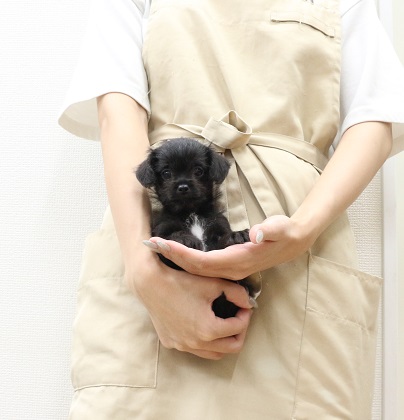 神奈川県のハーフ犬・ミックス犬 (かねだい伊勢原店/2025年7月2日生まれ/女の子/ブラック)の子犬