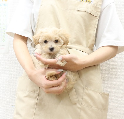 神奈川県のハーフ犬・ミックス犬 (かねだい伊勢原店/2025年7月6日生まれ/女の子/アプリコット)の子犬