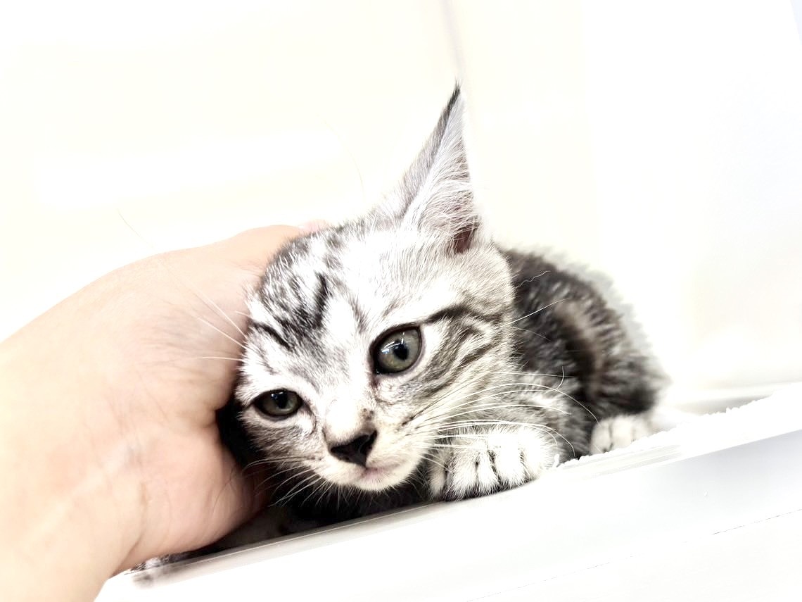 東京都のアメリカンショートヘアー (かねだい本町田店/2025年7月6日生まれ/男の子/シルバータビー)の子猫の3枚目の画像