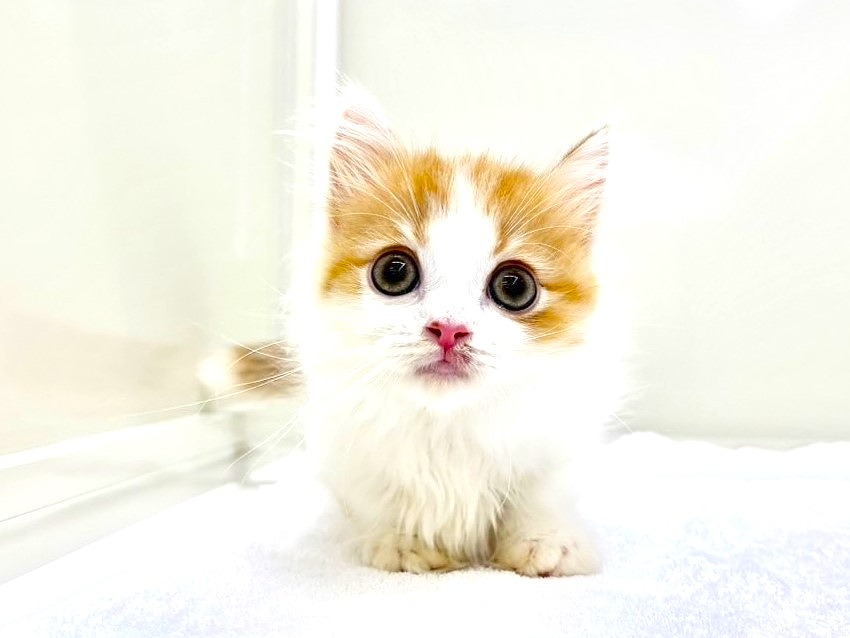 東京都のマンチカン (かねだい本町田店/2025年6月17日生まれ/男の子/レッドタビーホワイト)の子猫の1枚目の画像