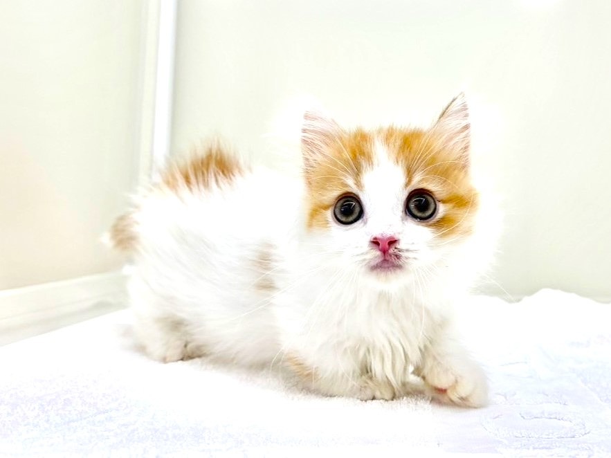 東京都のマンチカン (かねだい本町田店/2025年6月17日生まれ/男の子/レッドタビーホワイト)の子猫の2枚目の画像