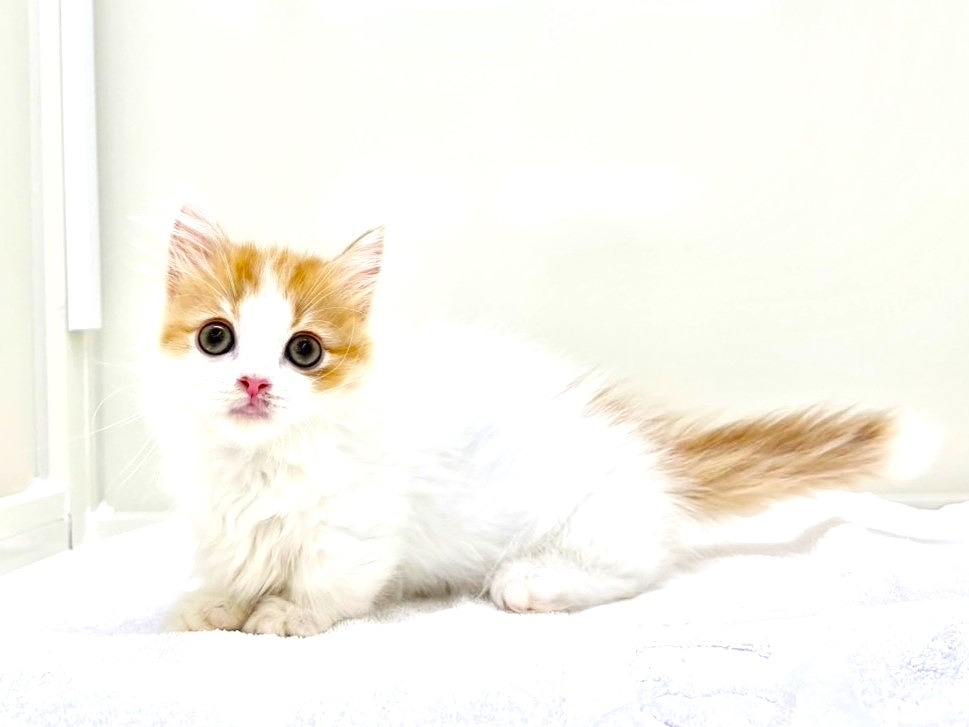 東京都のマンチカン (かねだい本町田店/2025年6月17日生まれ/男の子/レッドタビーホワイト)の子猫の3枚目の画像