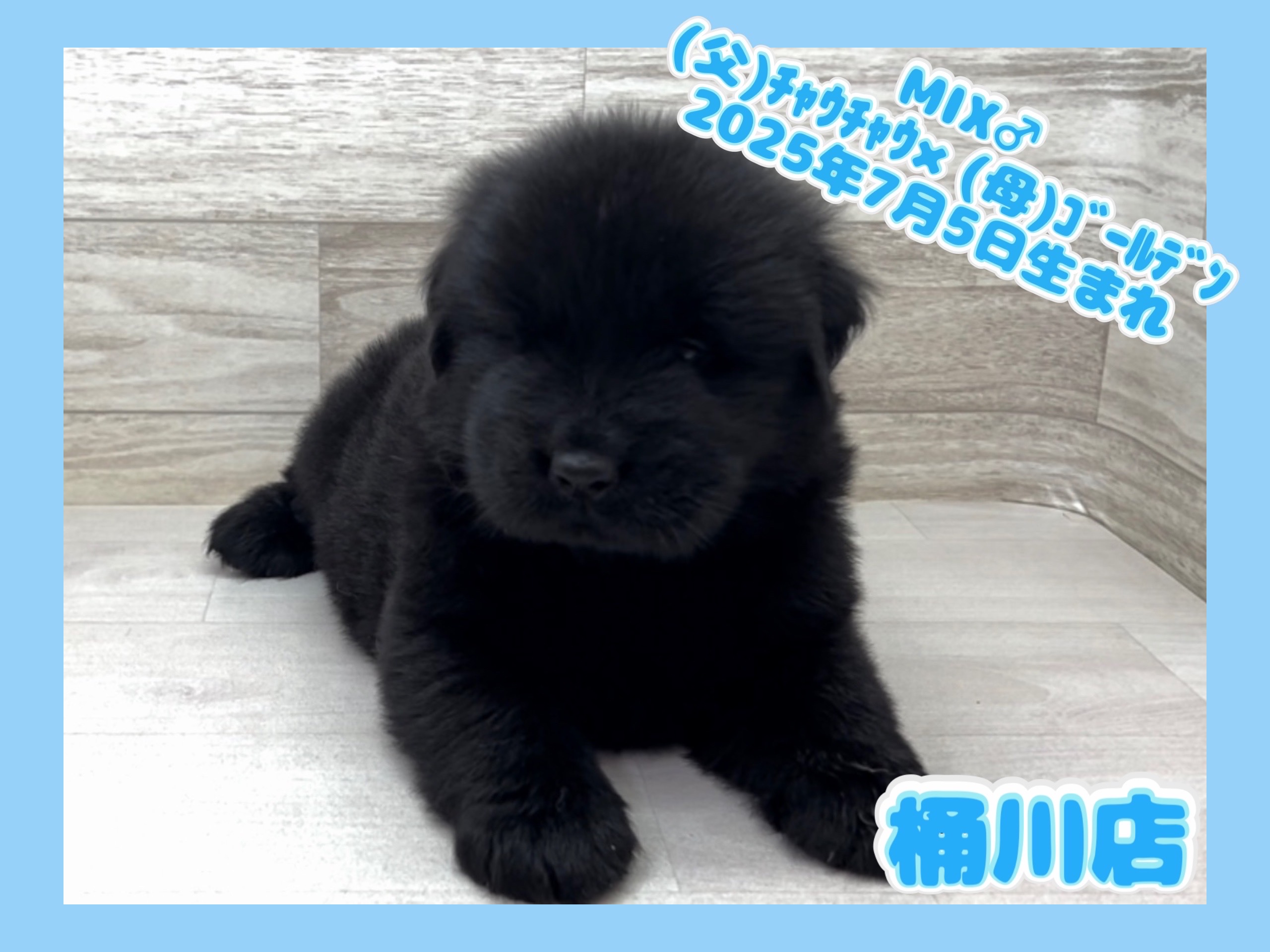 埼玉県のハーフ犬・ミックス犬 (かねだい桶川店/2025年7月5日生まれ/男の子/その他色)の子犬の1枚目の画像