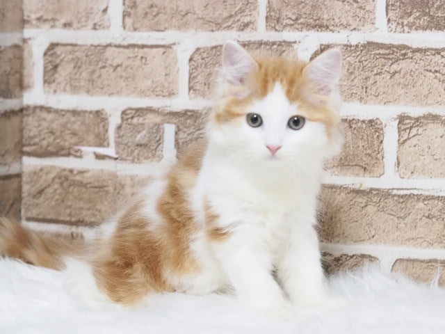 埼玉県のサイベリアン (かねだい戸田店/2025年7月1日生まれ/男の子/レッドタビーホワイト)の子猫の1枚目の画像