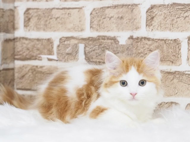 埼玉県のサイベリアン (かねだい戸田店/2025年7月1日生まれ/男の子/レッドタビーホワイト)の子猫の2枚目の画像