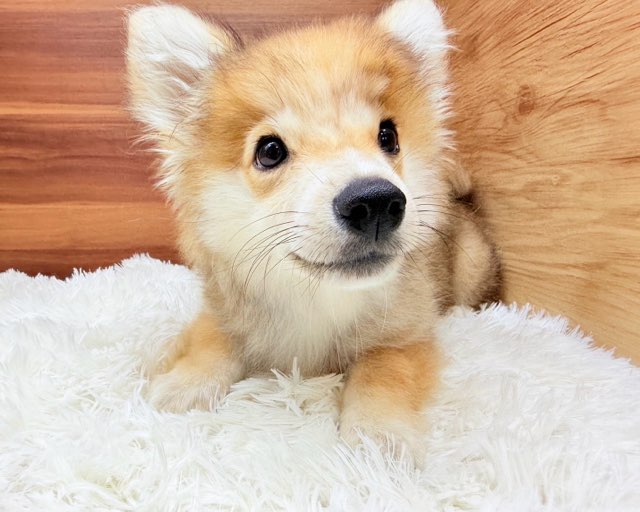 群馬県のハーフ犬・ミックス犬 (かねだいペットトライアル桐生/2025年4月22日生まれ/男の子/セーブルホワイト)の子犬の2枚目の画像