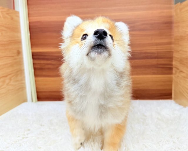 群馬県のハーフ犬・ミックス犬 (かねだいペットトライアル桐生/2025年4月22日生まれ/男の子/セーブルホワイト)の子犬の3枚目の画像