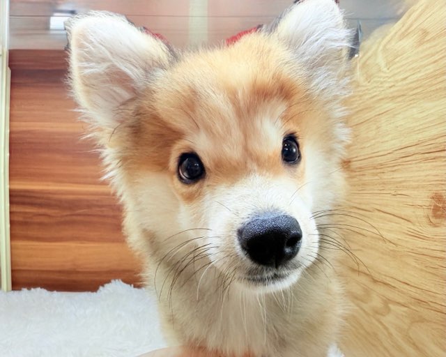 群馬県のハーフ犬・ミックス犬 (かねだいペットトライアル桐生/2025年4月22日生まれ/男の子/セーブルホワイト)の子犬の4枚目の画像