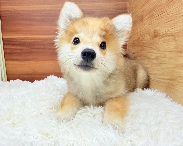 群馬県のハーフ犬・ミックス犬 (かねだいペットトライアル桐生/2025年4月22日生まれ/男の子/セーブルホワイト)の子犬の1枚目の画像