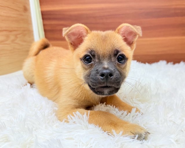 群馬県のハーフ犬・ミックス犬 (かねだいペットトライアル桐生/2025年5月18日生まれ/男の子/レッド)の子犬の4枚目の画像
