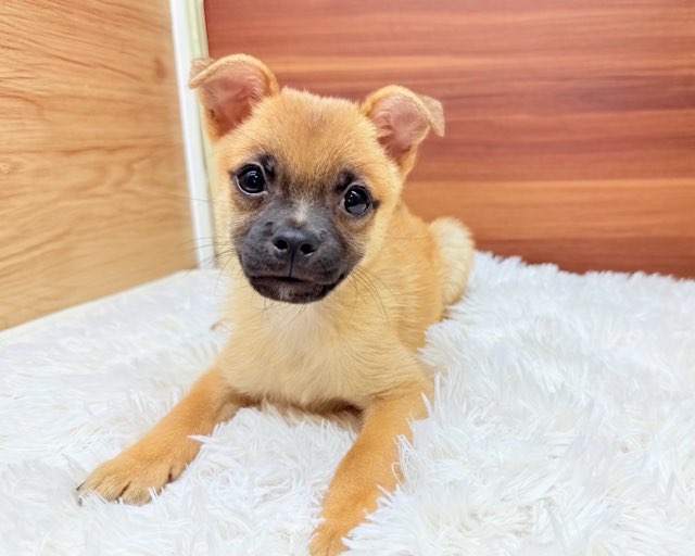 群馬県のハーフ犬・ミックス犬 (かねだいペットトライアル桐生/2025年5月18日生まれ/男の子/レッド)の子犬の1枚目の画像