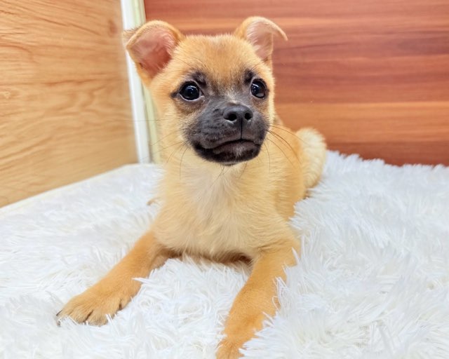 群馬県のハーフ犬・ミックス犬 (かねだいペットトライアル桐生/2025年5月18日生まれ/男の子/レッド)の子犬の2枚目の画像