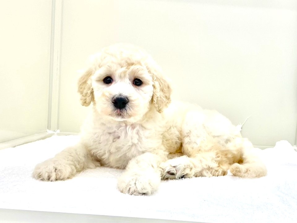 東京都のスタンダードプードル (かねだい本町田店/2025年7月6日生まれ/女の子/クリーム)の子犬の2枚目の画像