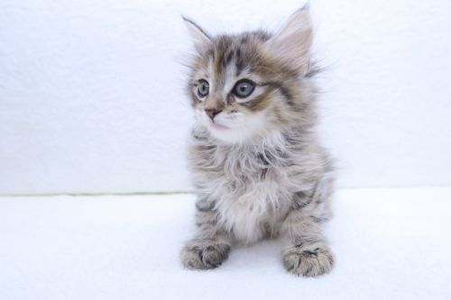 神奈川県のサイベリアン (かねだい海老名店/2025年7月6日生まれ/女の子/ブラウンタビー)の子猫