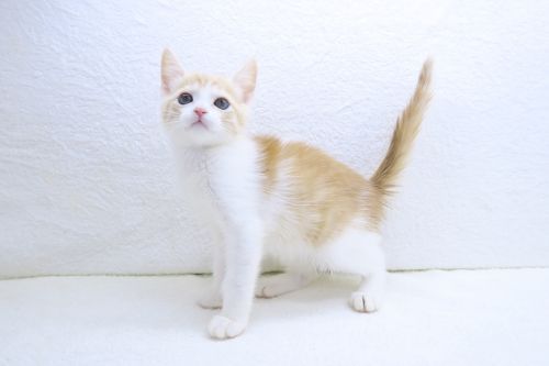 神奈川県のマンチカン (かねだい海老名店/2025年7月6日生まれ/男の子/レッドタビーホワイト)の子猫