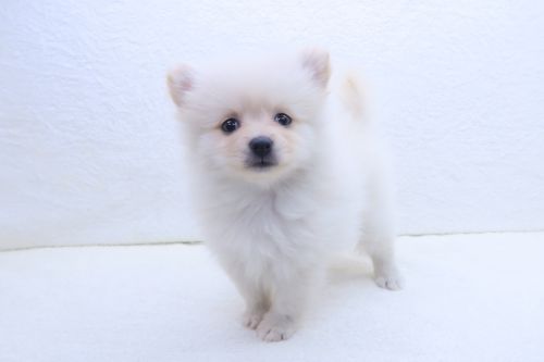 神奈川県のポメラニアン (かねだい海老名店/2025年7月5日生まれ/女の子/クリーム)の子犬