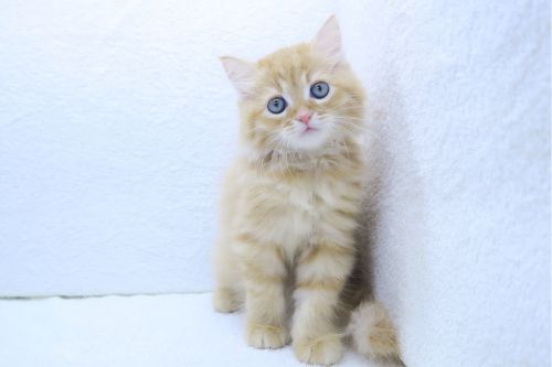 神奈川県のミヌエット (かねだい海老名店/2025年7月4日生まれ/男の子/レッドタビー)の子猫の2枚目の画像