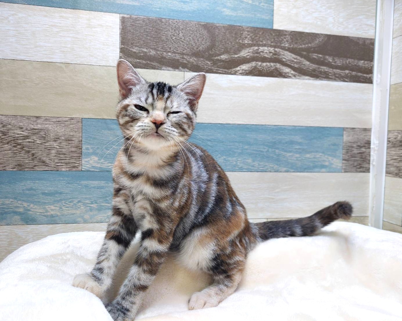 キャッツインザシティ(3) オレンジアメリカンショートヘア猫　100g銀バー キャッツインザシティ(3) オレンジアメリカンショートヘア猫