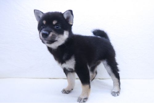 神奈川県の豆柴 (かねだい海老名店/2025年7月5日生まれ/女の子/黒)の子犬の2枚目の画像