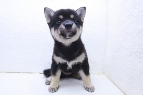 神奈川県の豆柴 (かねだい海老名店/2025年7月5日生まれ/女の子/黒)の子犬の3枚目の画像