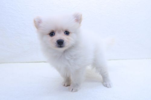神奈川県のポメラニアン (かねだい海老名店/2025年7月5日生まれ/女の子/クリーム)の子犬の2枚目の画像