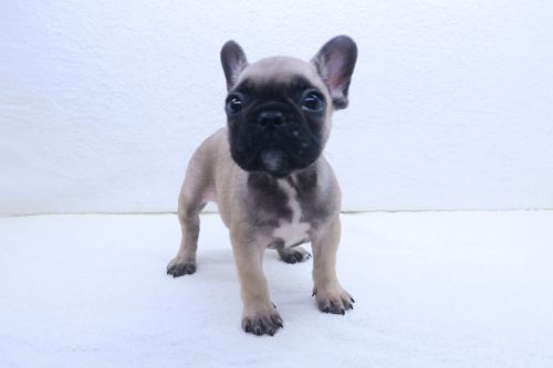 神奈川県のフレンチブルドッグ (かねだい海老名店/2025年7月5日生まれ/男の子/フォーン)の子犬の2枚目の画像