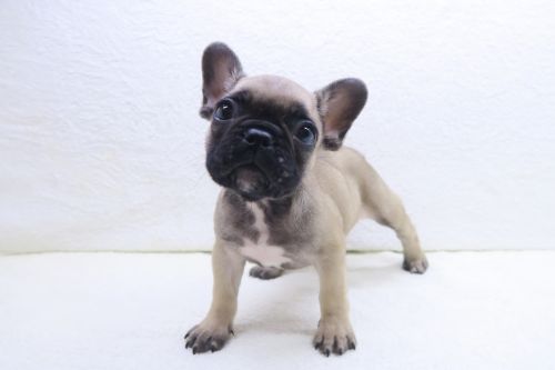 神奈川県のフレンチブルドッグ (かねだい海老名店/2025年7月5日生まれ/男の子/フォーン)の子犬の3枚目の画像
