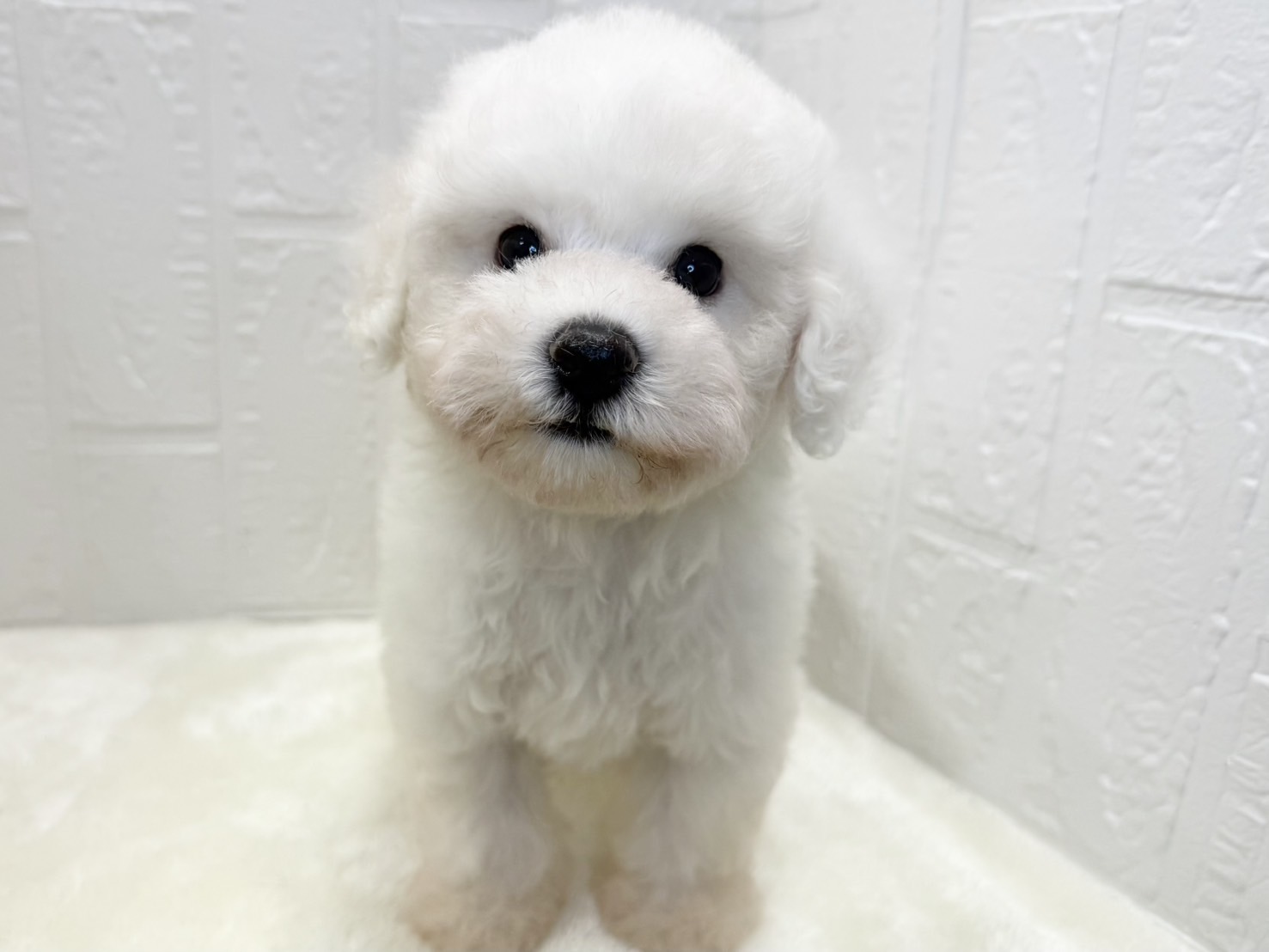 東京都のビションフリーゼ (かねだい青梅店/2025年6月8日生まれ/女の子/ホワイト)の子犬の1枚目の画像