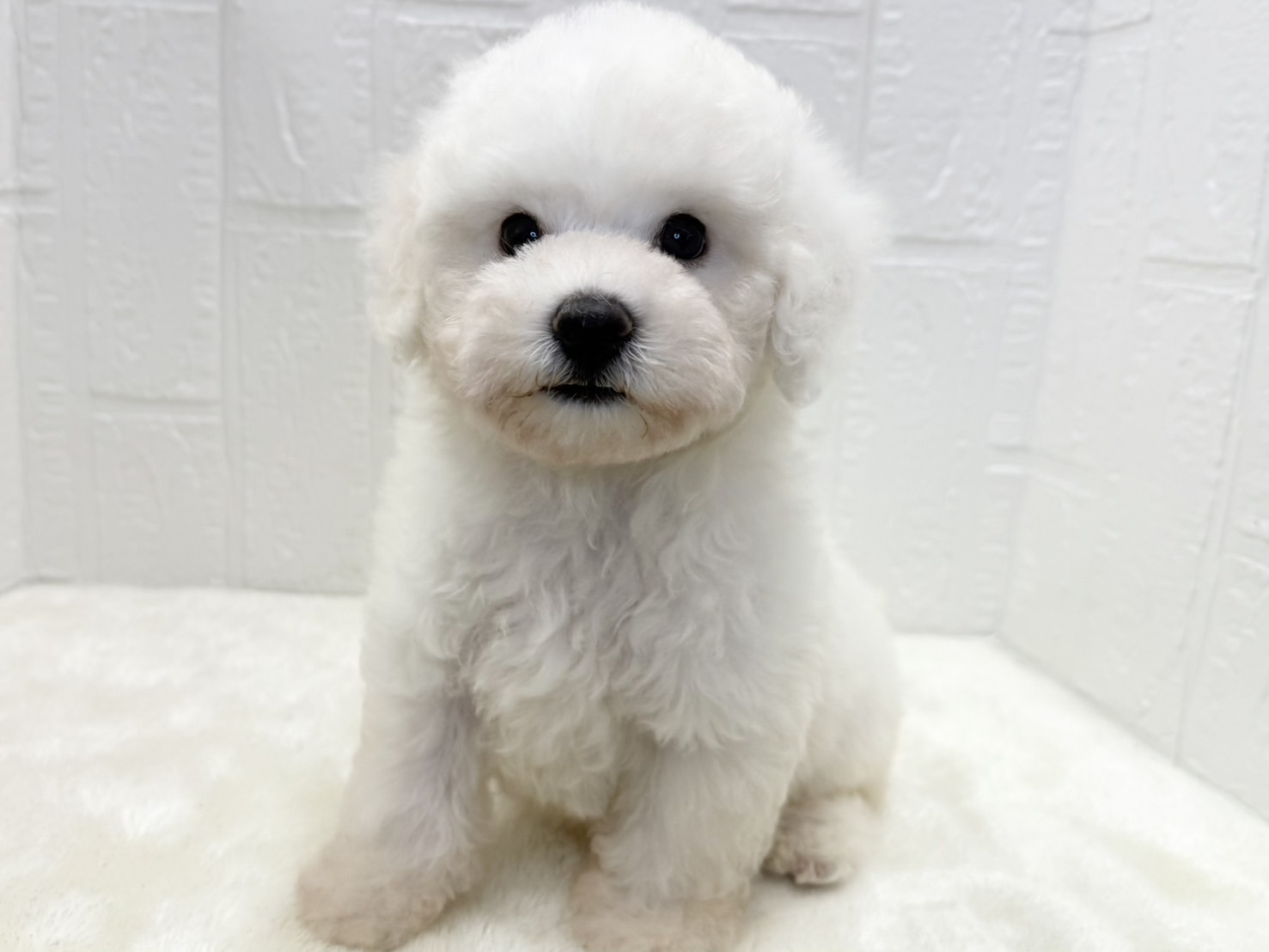 東京都のビションフリーゼ (かねだい青梅店/2025年6月8日生まれ/女の子/ホワイト)の子犬の2枚目の画像